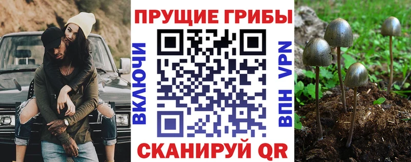 Галлюциногенные грибы MAGIC MUSHROOMS  блэк спрут онион  Амурск  где купить  